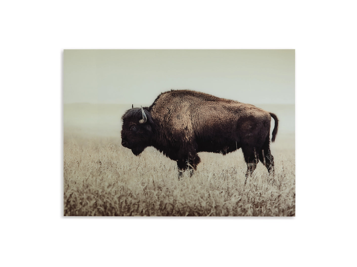 Brutus Wall Art AY-A8000289